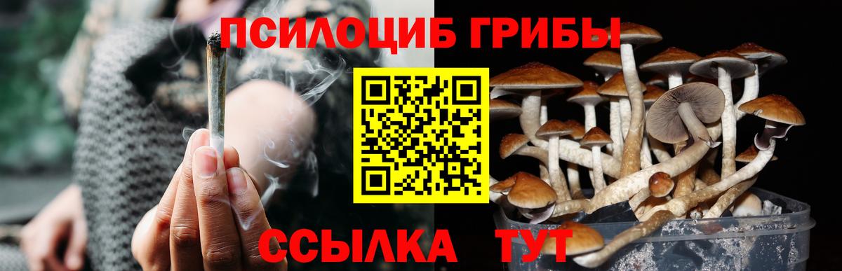 Мурино  Псилоцибиновые грибы мицелий  Вход с VPN  сколько стоит  Псилоцибиновые грибы прущие грибы 